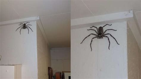 入厝 掃把 家裡出現很多蜘蛛